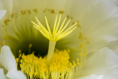 Close-up of yellow flowering plant