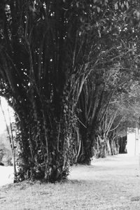 Trees in forest during winter