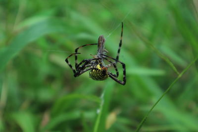 Close-up of spider on web