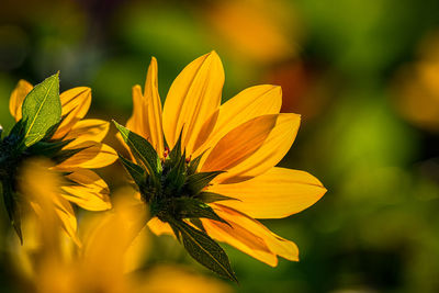 Close-up of yellow flower