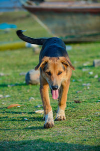 Portrait of dog on field