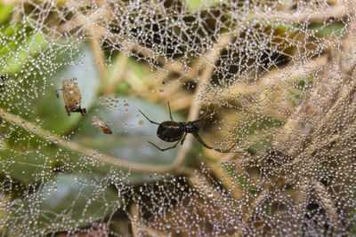 Close-up of spider on web