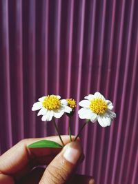 Close-up of human hand holding white flowers