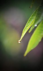 Close-up of raindrops on plant