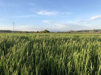 Scenic view of agricultural field against sky