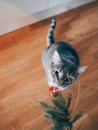 High angle view of cat on hardwood floor
