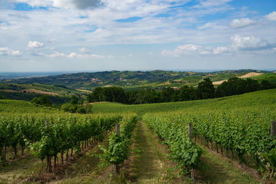 Scenic view of agricultural field against sky