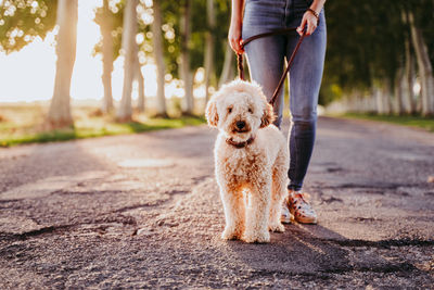 Low section of person with dog walking on road