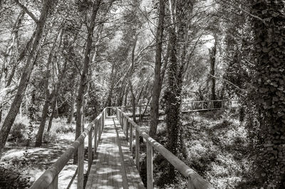 View of footbridge in forest