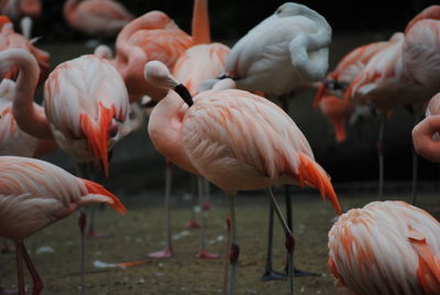 Flock of birds
