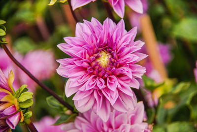 Close-up of bee on pink flowering plant