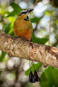 Close-up of bird perching on branch