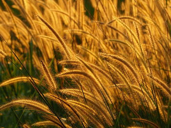 Close-up of fresh grass in field