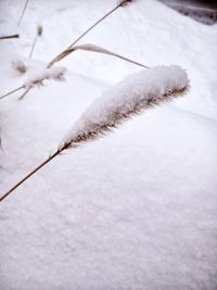 Snow covered trees