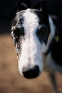 Close-up portrait of dog