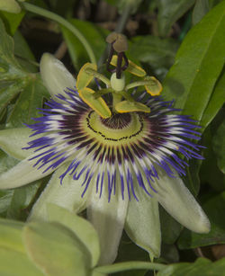 Close-up of purple flower blooming outdoors