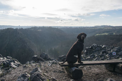 Dog sitting on mountain against sky