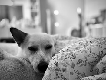 Close-up of dog resting on bed at home