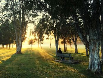 Trees in park