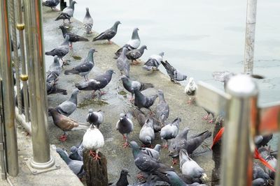 High angle view of pigeons perching