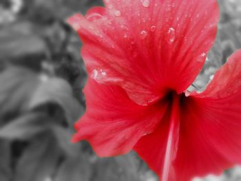 Close-up of red flower