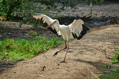 Vogel in kampfstellung 