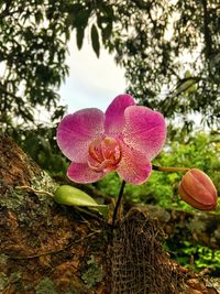 Close-up of pink flowers blooming on tree