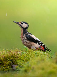 Close-up of bird perching on field