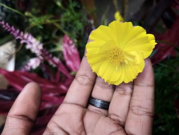 Close-up of hand holding yellow flower