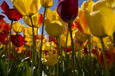 Close-up of tulips blooming in field