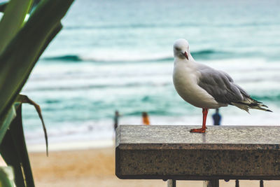 Seagull perching on retaining wall by sea against sky