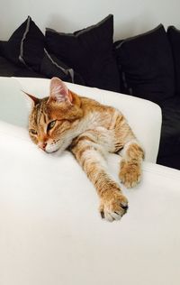 Close-up of cat lying on white sofa 