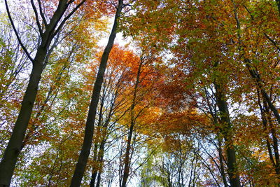 Low angle view of trees in forest against sky