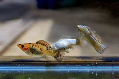 Close-up of fish swimming in sea