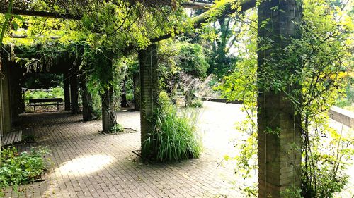 Footpath amidst trees