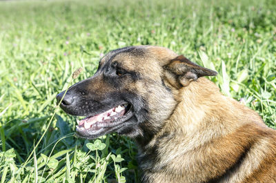Close-up of dog in field