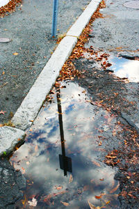 Reflection of trees in puddle