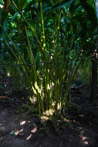 Close-up of plants growing on field in forest