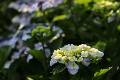 Close-up of white flowering plant