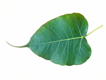 Close-up of leaf against white background