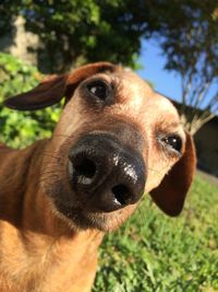 Close-up portrait of dog