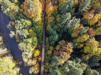 Aerial view of trees in forest during autumn