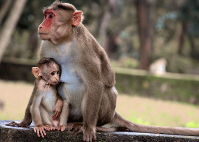 Monkey sitting outdoors