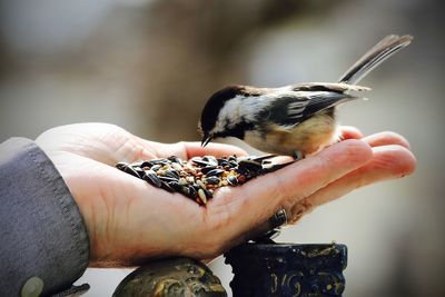 Close-up of hand holding bird