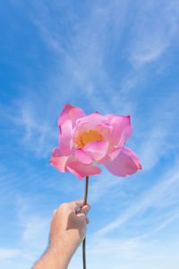 Close-up of hand holding pink flower against blue sky