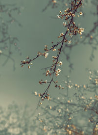 Low angle view of cherry blossoms on branch