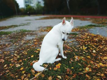 Golden leaves white dog sitting