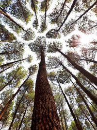 Low angle view of tree in forest