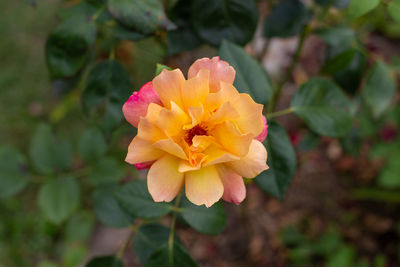 Close-up of yellow flowering plant