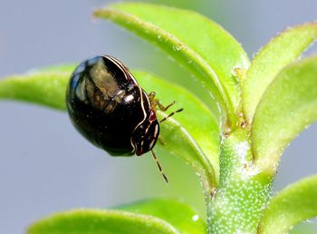 Close-up of insect on leaf